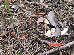 Clavulinopsis sulcata