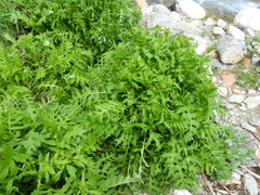 Cirsium alsophilum