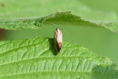 Eucosma ferruginana