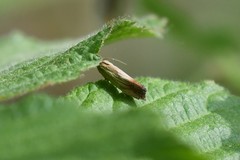 Eucosma ferruginana