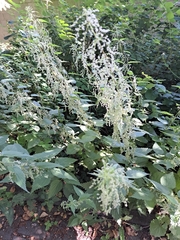 Urtica dioica