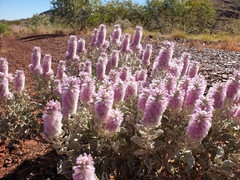 Ptilotus rotundifolius