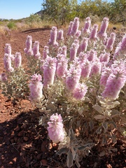 Ptilotus rotundifolius