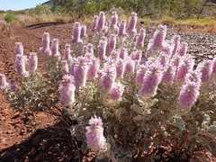 Ptilotus rotundifolius