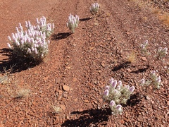 Ptilotus rotundifolius