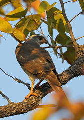 Accipiter ovampensis