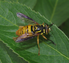 Spilomyia alcimus