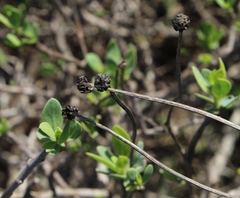 Othonna coronopifolia