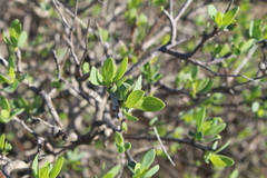 Othonna coronopifolia