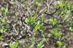 Othonna coronopifolia