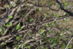 Othonna coronopifolia