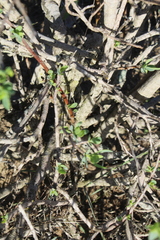 Othonna coronopifolia