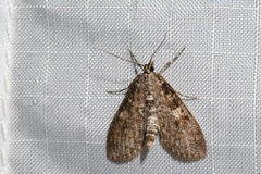 Palpita arsaltealis