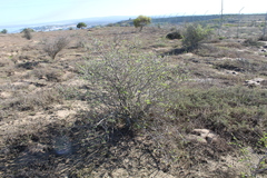 Othonna coronopifolia