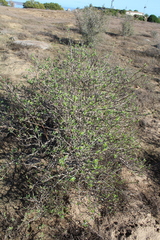 Othonna coronopifolia