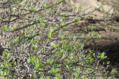 Othonna coronopifolia