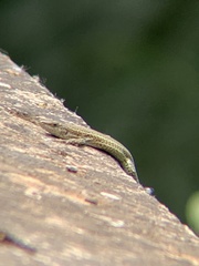 Podarcis vaucheri