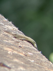Podarcis vaucheri