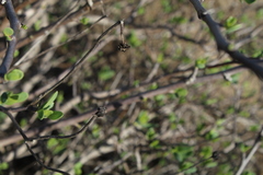 Othonna coronopifolia