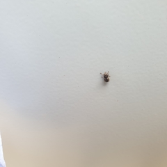 Enedreytes sepicola