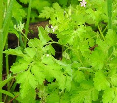 Chaerophyllum nodosum