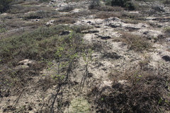 Othonna coronopifolia