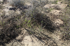 Othonna coronopifolia