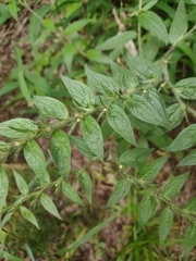 Lithospermum bejariense