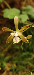 Encyclia guatemalensis