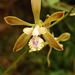 Encyclia guatemalensis - Photo (c) dili,  זכויות יוצרים חלקיות (CC BY-NC)
