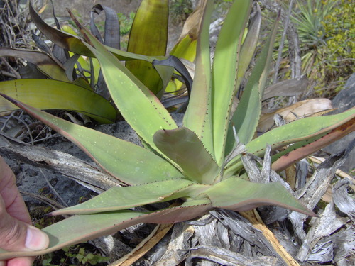 Agave pendula