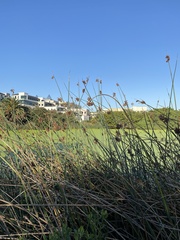 Schoenoplectus scirpoides