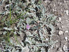 Psephellus marschallianus