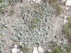 Psephellus marschallianus