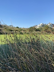 Schoenoplectus scirpoides