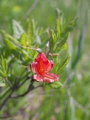 Rhododendron molle japonicum