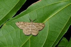 Hypomecis transcissa