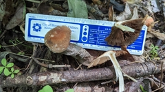 Psathyrella rugocephala