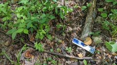 Psathyrella rugocephala