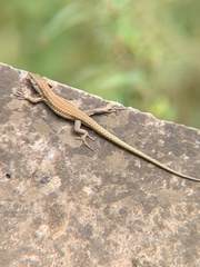 Podarcis vaucheri