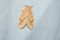 Barsine striata