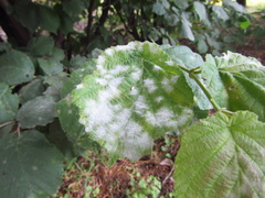 Erysiphe corylacearum