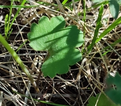 Ranunculus monophyllus