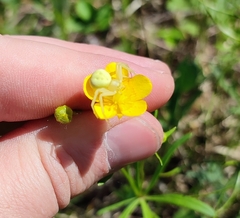 Ranunculus monophyllus