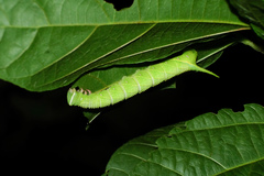 Marumba dyras