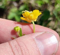 Ranunculus monophyllus