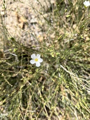 Eremogone ferrisiae