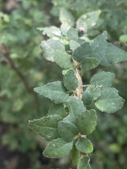 Acalypha glabrata pilosa