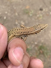 Podarcis vaucheri