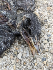 Aves